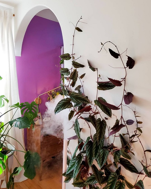Purple Vining Plant Climbing Over the Wall
