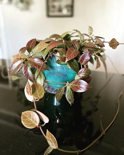Hoya Varieties with Small Leaf 2