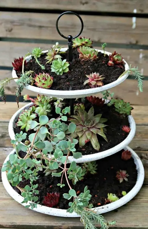 Cake Stand Succulent Planter