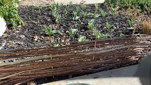 Edging with Wattle