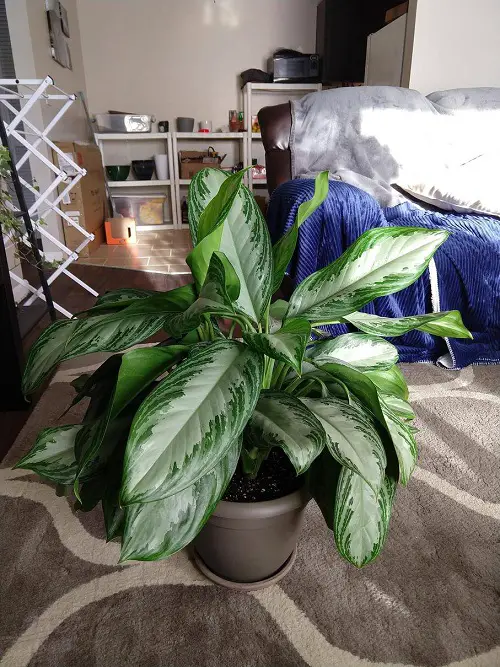 The Best Low-Light Plants for a Basement