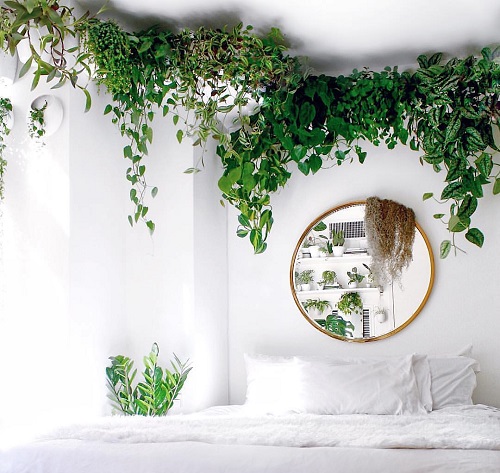 A Celing Full of Vines with a Round Mirror
