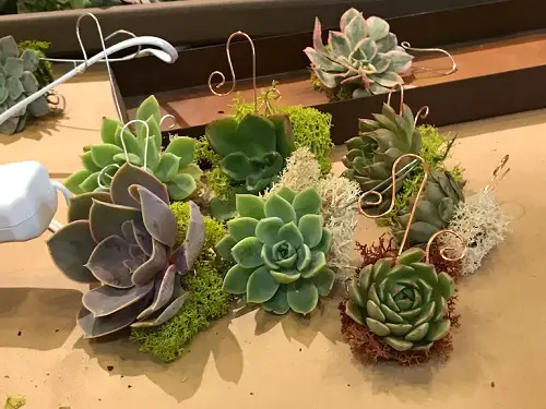 Succulent Ornamental Jewelry best DIY Jewelry with Plant Ideas You Must Try