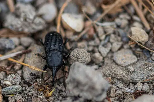 Agave Weevils Information