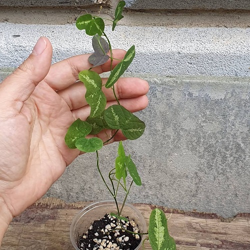 Propagating Passiflora Colinvauxii