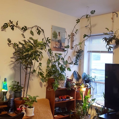 A Corner Vine Delight!