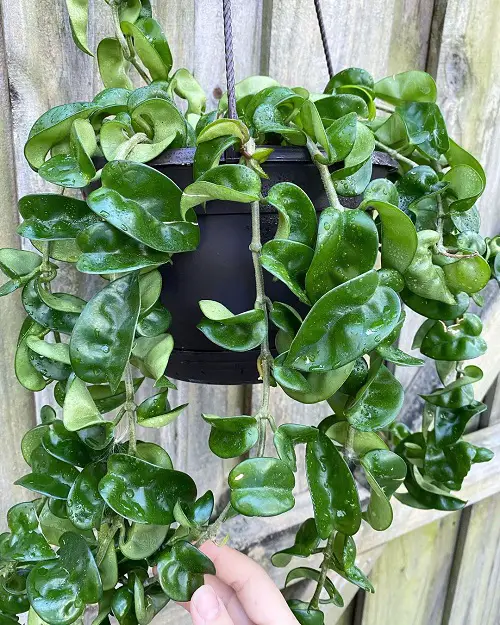 Hoya Varieties with Small Leaf 