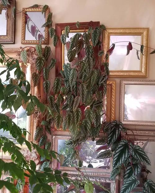 Variegated Vines and Wall Art jungle vibes