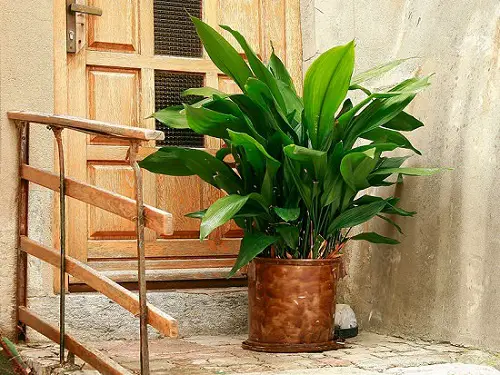 Top Plants that Require Minimal Light for a Basement
