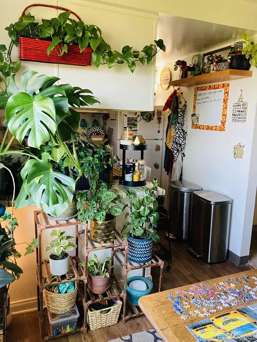 2024 Trends in Indoor Plantation