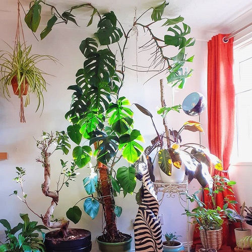 Swiss Cheese Plant for Tropical jungle Vibe