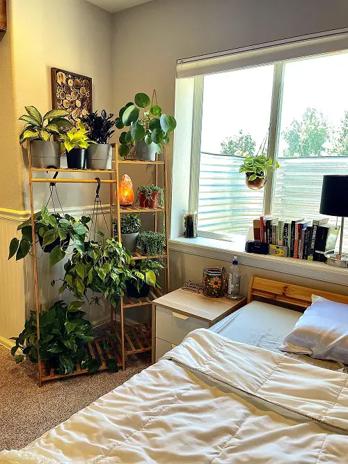 2024 Trends in Indoor Plantation1