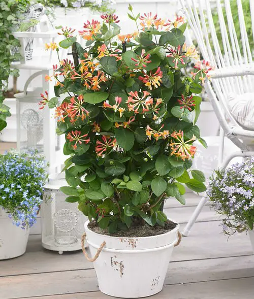 Honeysuckle Flowering Vines