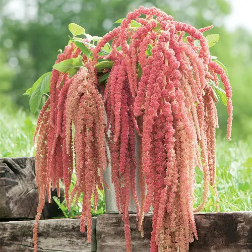 Embarrassing Flowers You'd Love to Plant in Your Yard1