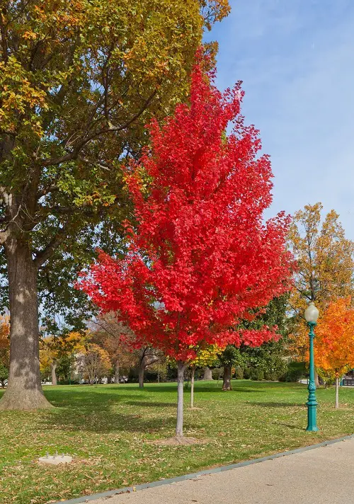 Best Trees With Red Leaves All Year