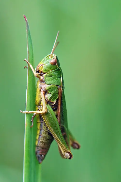 type of Typical Garden Pests