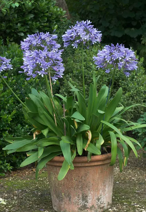 Baby Blue Flowers in pot
