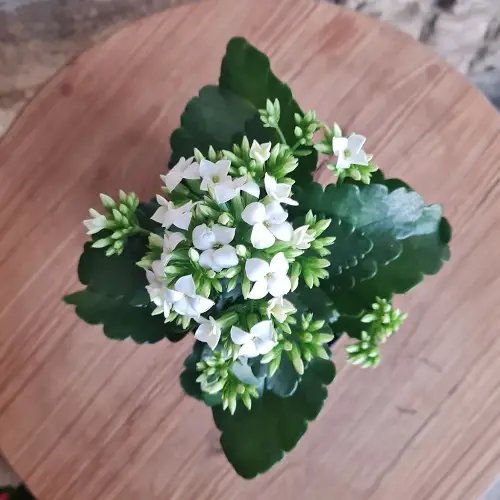 Hawaiian White Flowers.13