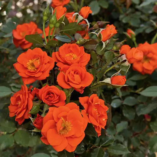 all a twitter Rose Varieties for Containers