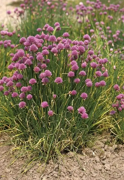 allium Spring Flowers 