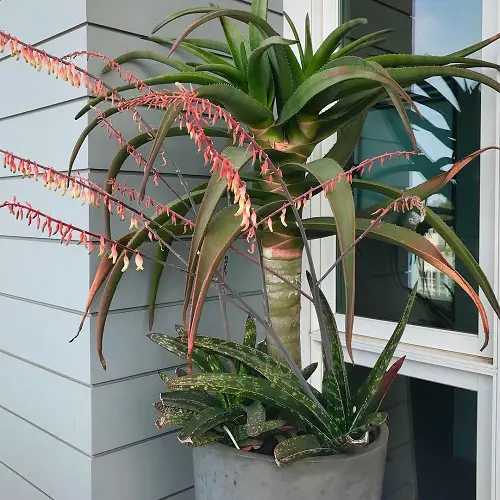 Aloe Hercules Care