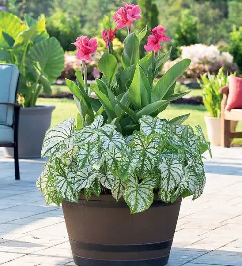  Lily Pink and White Flowers