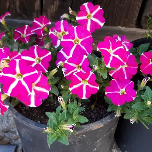 Best White and Pink Flowers Plant