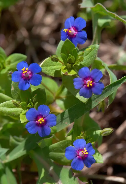 best Baby Blue Flowers