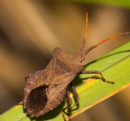 Categories of Typical Garden Pests 