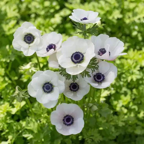 Anemone Flowers with Black Center