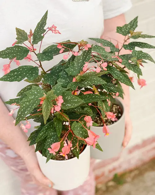 Beautiful Begonia Types2