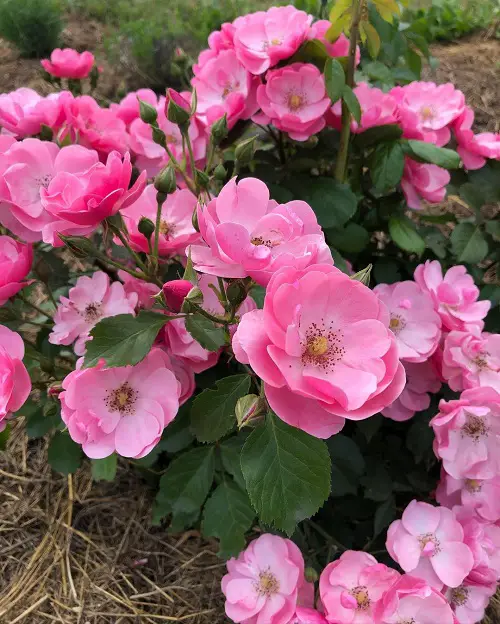 Angela Roses as Cup-Shaped Flowers for Growing