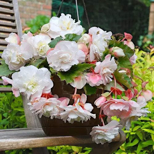 lovely varieties of begonias2