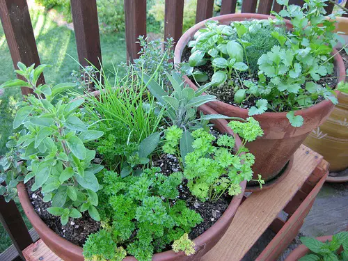 Cilantro Companion Planting
