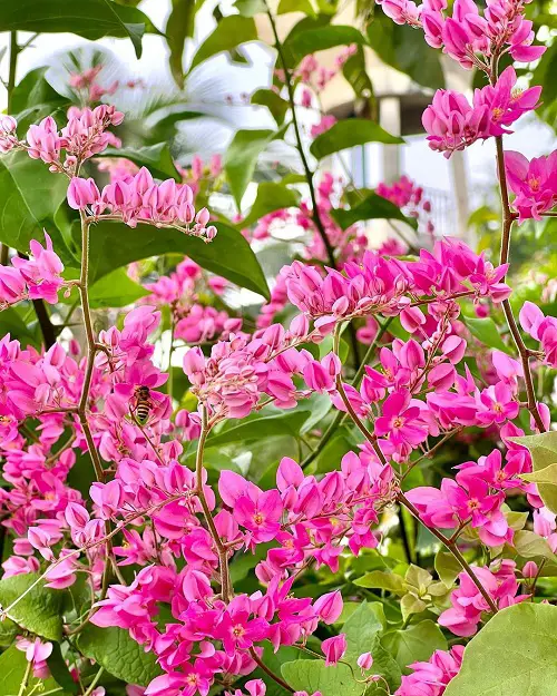 best Beautiful Flowers that Start with Q