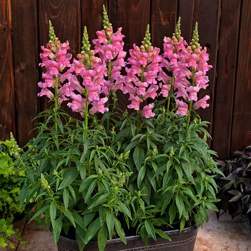 snapdragon Spring Flowers 
