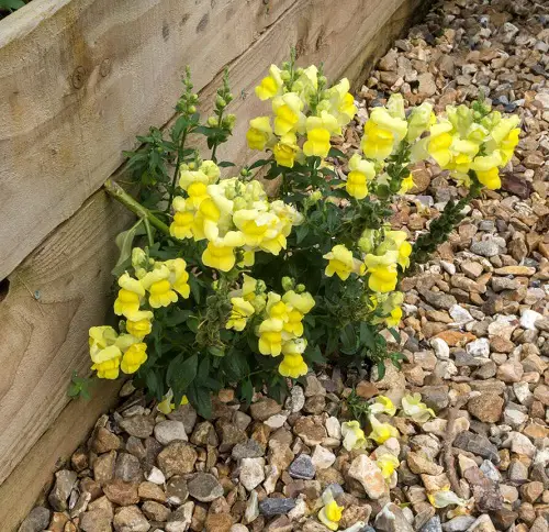 snapdragon yellow Plants to attract hummingbird