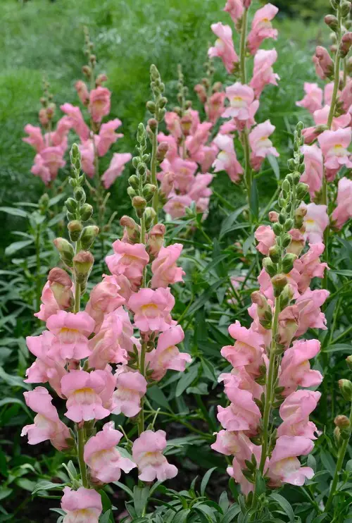 Flowers that Grow Quickly from Seeds4