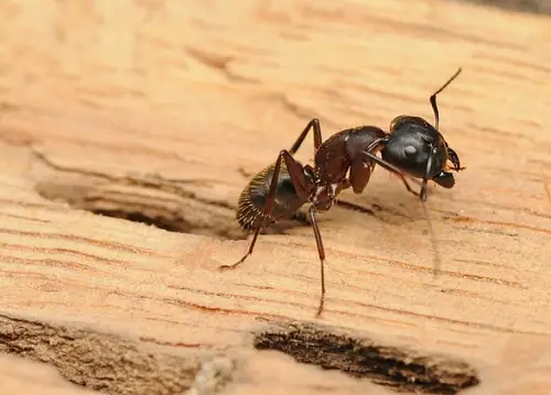 Alternative Natural Ways to Get Rid of Ants