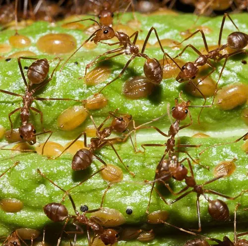  Typical Garden Pests
