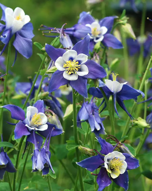 Purple and Yellow Flowers plant in Outdoor garden