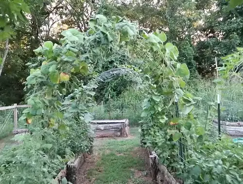 Arched Trellis for plants