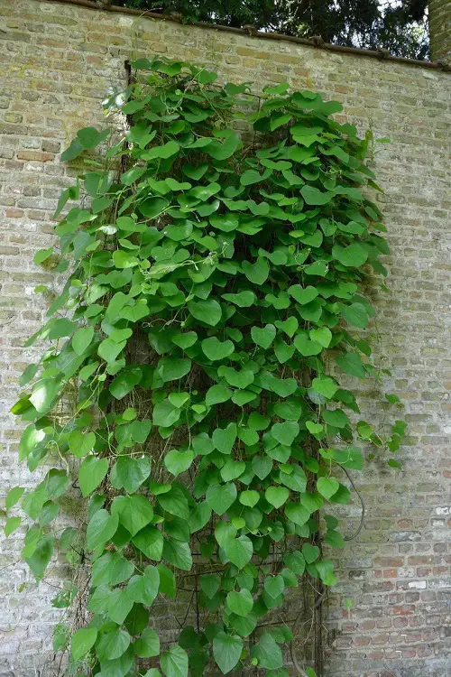 Dutchman's Pipe Flowering Vines