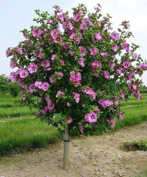  Most Amazing Pink Flowering Trees in Florida