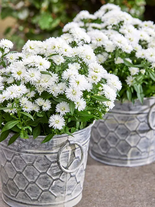 Top-Performing Blossoms that Take Cuttings
