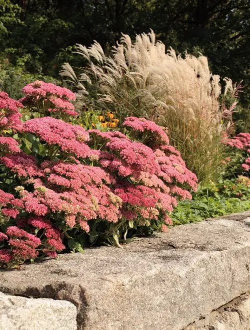 Plants That Can Resist Deer