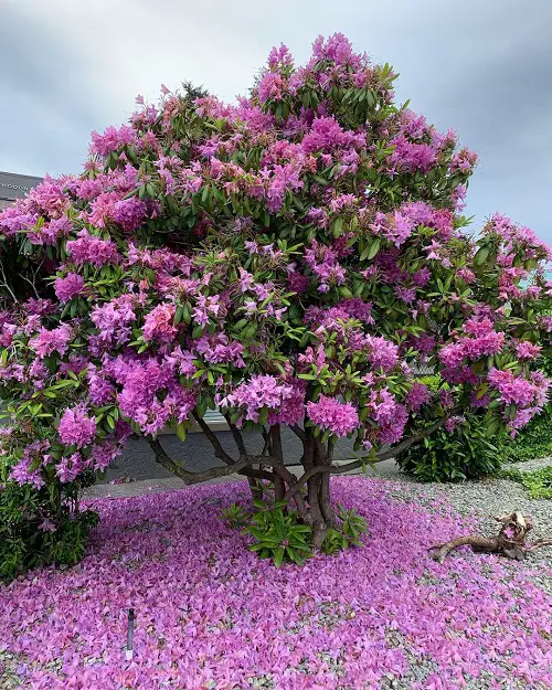 Pink Flowering Shrubs in Florida