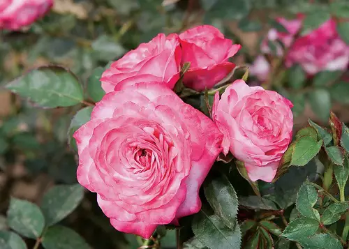 baby paradise Rose Varieties for Containers
