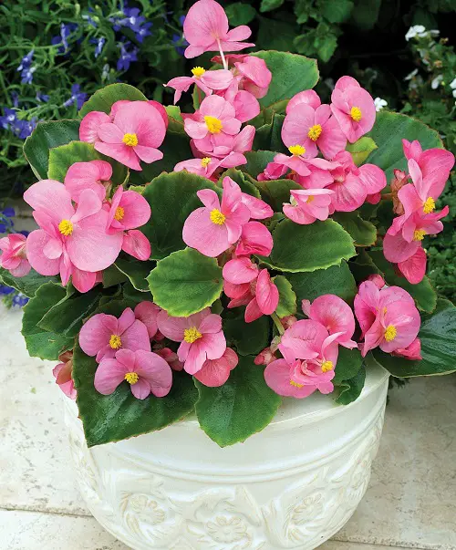 Lovely Sorts of Begonias1