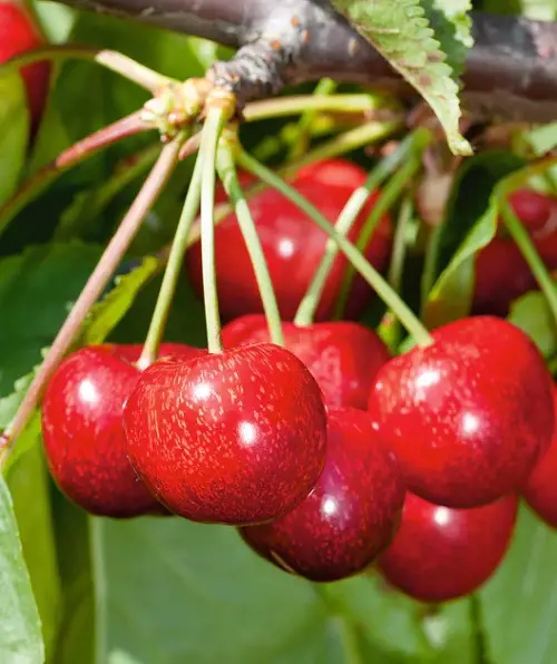 Best Types of Cherries to Grow 